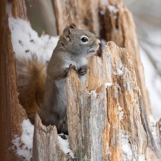 Sneezy... American red squirrel (Tamiasciurus hudsonicus), looking out of an old, broken tree stump