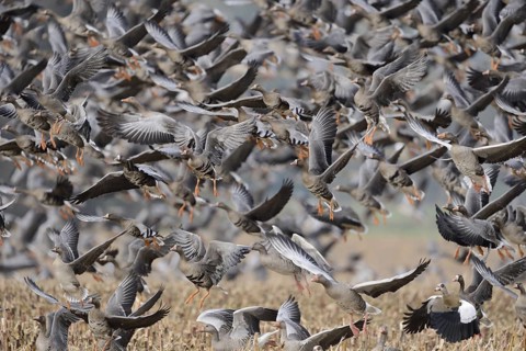 Wild geese, mainly white-fronted geese (Anser albifrons) fly up in panic after a disturbance, large