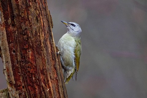 Grey-headed Woodpecker (Picus canus) wbl Germany