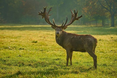 Red deer (Cervus elaphus), majestic stag standing in a meadow in the early morning light, Germany,