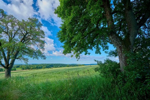 Green fields and trees with a blue sky in the background, summer, Katzenbuckel, Waldbrunn,