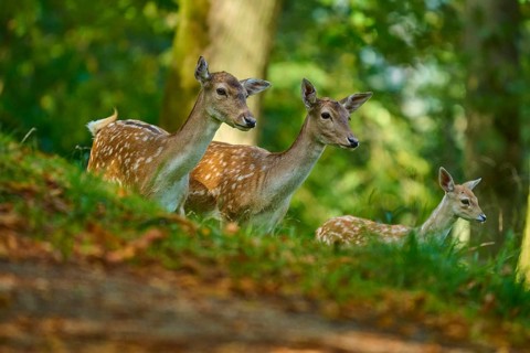 Fallow deer (Dama dama), female, group of fallow deer with fawn looking around attentively in the