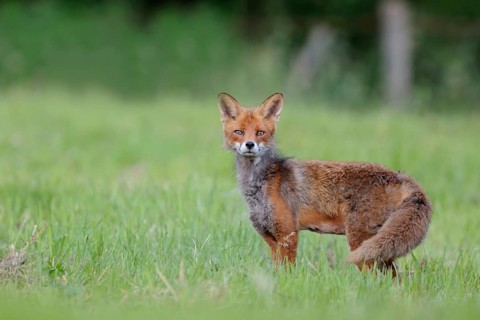 Surprised...Red fox (Vulpes vulpes) with an attentive look in a meadow in Sauerland, Sauerland,