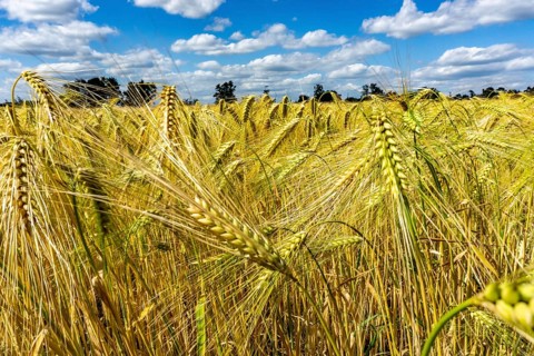 Grain field, in front of harvest, barley, near Bottrop-Kirchhellen, North Rhine-Westphalia,