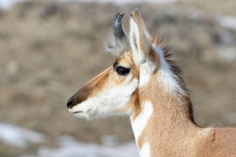 Pronghorn... Pronghorn (Antilocapra americana) pronghorn, pronghorn antelope or pronghorn antelope
