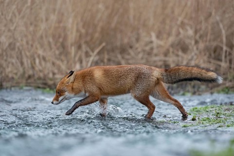 Off through the water... Red fox (Vulpes vulpes) running through a stream, crossing a body of