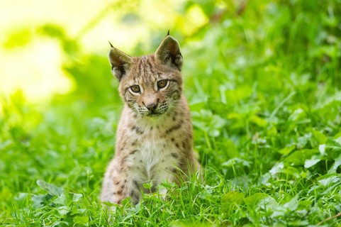 Eurasian lynx (Lynx lynx) youngster on a meadow, Bavaria, Germany, Europe
