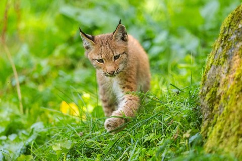 Eurasian lynx (Lynx lynx) youngster on a meadow, Bavaria, Germany, Europe