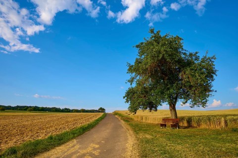 A single apple tree on a country lane with a bench, surrounded by fields under a blue sky, summer,