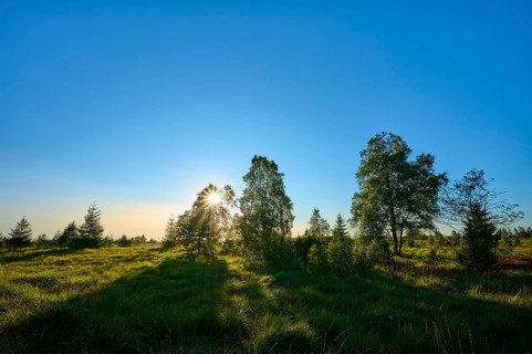 Sunbeams break through the trees in a green landscape under a clear sky, High Fens, Eifel, Liège,