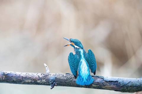 Kingfisher (Alcedo atthis) Germany