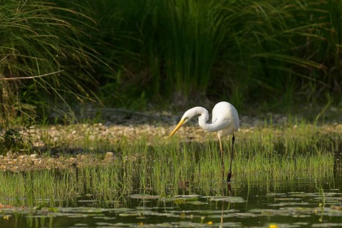 Great White Egret (Ardea alba), water, hunting, Lower Austria