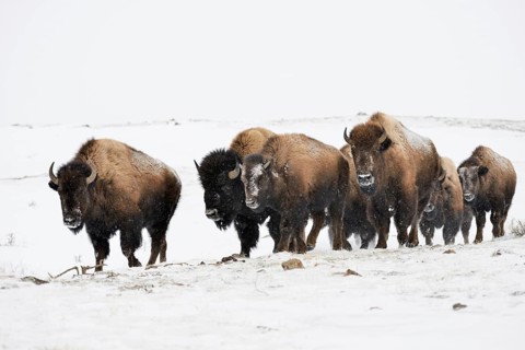 Small herd of bison... American Bison (Bison bison), bison move through the snow-covered landscape
