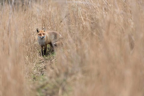 Caution... Red fox (Vulpes vulpes) standing on a fox pass in high, dry reed grass. is suspicious,