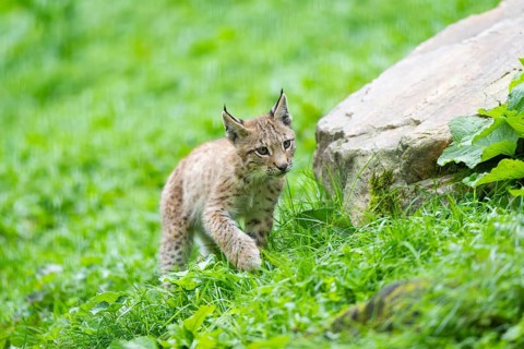 Eurasian lynx (Lynx lynx) youngster on a meadow, Bavaria, Germany, Europe
