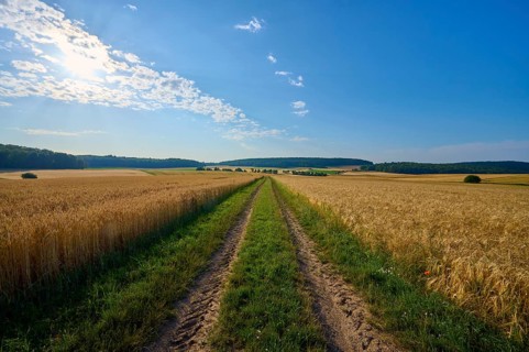 A field path leads through golden grain fields under a bright blue sky with few clouds, summer,