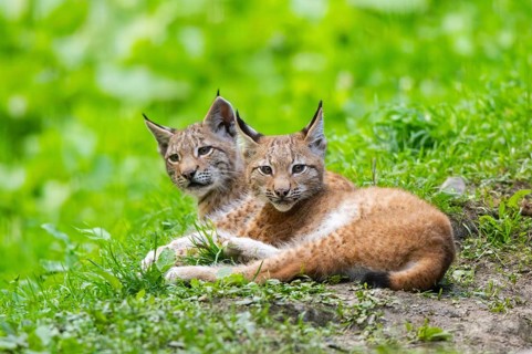 Eurasian lynx (Lynx lynx) youngsters on a meadow, Bavaria, Germany, Europe