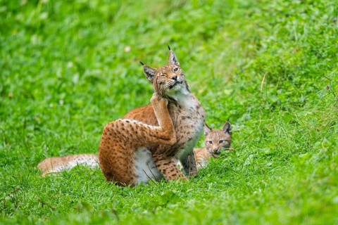 Eurasian lynx (Lynx lynx) youngster on a meadow, Bavaria, Germany, Europe