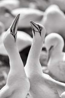 Gannet (Morus bassanus) on bird cliffs, pair courtship display, monochrome, Helgoland Island,