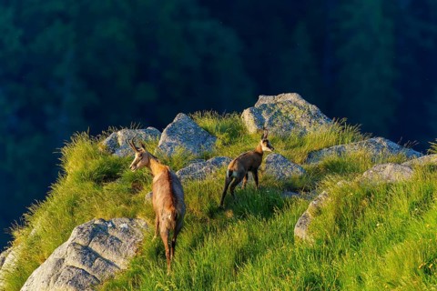 Two chamois on rocky terrain with panorama in the evening light, chamois, chamois, (Rupicapra