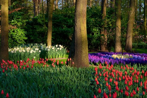 A section of woodland lined with tulips, daffodils and hyacinths in lush flowerbeds, Keukenhof,