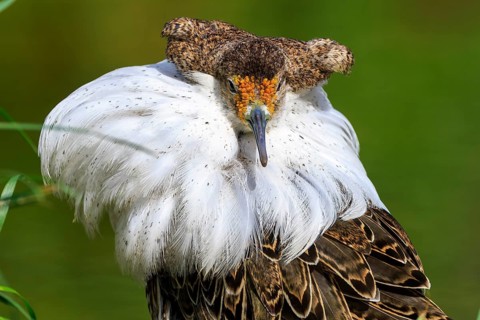 Close-up of a bird with white plumage and detailed feathers, Ruff (Calidris pugnax, Syn.: