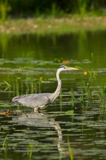 Grey heron (Ardea cinerea), water, hunting, Lower Austria