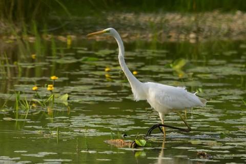 Great White Egret (Ardea alba), water, hunting, Lower Austria