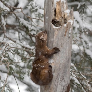 Articulated... American pine marten (Martes americana), also called spruce marten, climbing up an