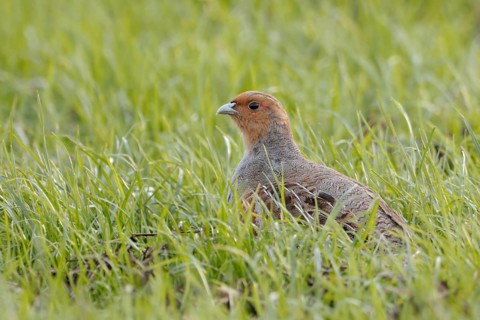 In search of habitat... Grey partridge (Perdix perdix) sitting in a young cereal field in spring,