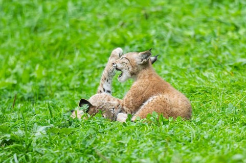 Eurasian lynx (Lynx lynx) youngster on a meadow, Bavaria, Germany, Europe