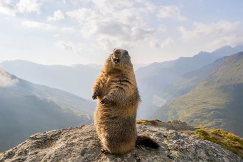 Alpine marmot (Marmota marmota) in autumn, Grossglockner, High Tauern National Park, Austria,