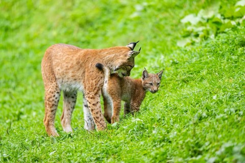 Eurasian lynx (Lynx lynx) mother with her youngster, Austria, Europe