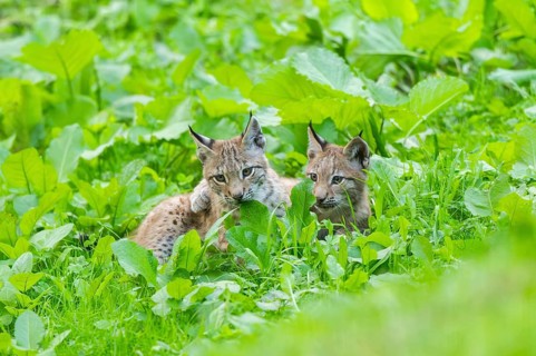 Eurasian lynx (Lynx lynx) youngsters on a meadow, Bavaria, Germany, Europe
