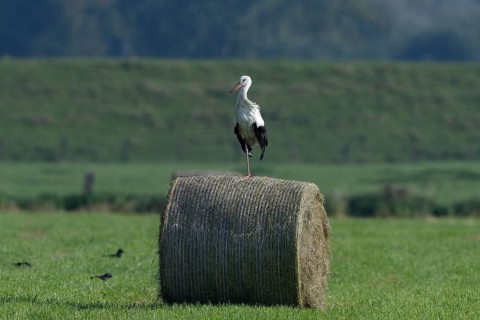 White stork (Ciconia ciconia) standing on a round hay bale, Lower Rhine, North Rhine-Westphalia,