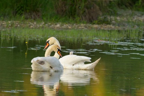 Mute swans (Cygnus olor), juveniles, water, Lower Austria