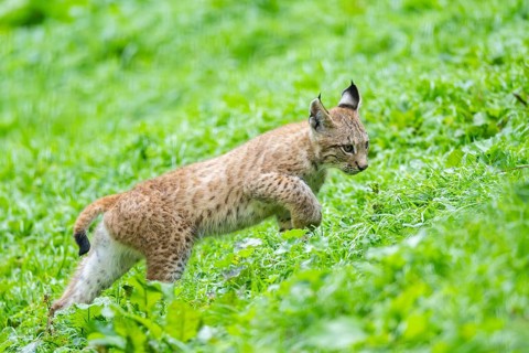 Eurasian lynx (Lynx lynx) youngster on a meadow, Bavaria, Germany, Europe