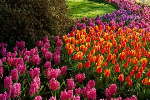 A flower bed with colourful tulips and hyacinths, Keukenhof, Lisse, province of South Holland,