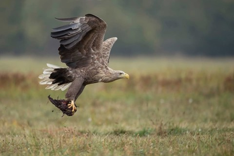 Accessed... White-tailed eagle (Haliaeetus albicilla), adult white-tailed eagle in flight with prey