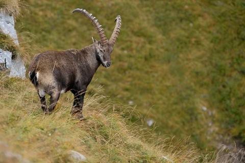 In the territory of the ibex... Alpine ibex (Capra ibex), ibex in steep terrain on a mountain