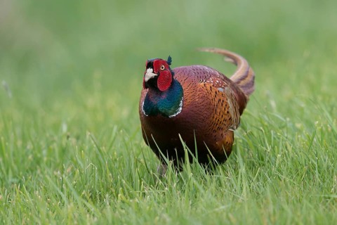 In the tall grass... Hunting pheasant (Phasianus colchicus), pheasant, magnificent pheasant cock,