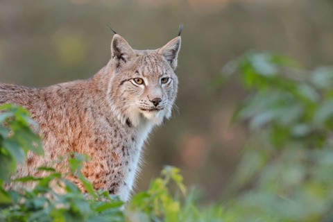 Brush ears and whiskers... Eurasian lynx (Lynx lynx) standing with focussed gaze between bushes in