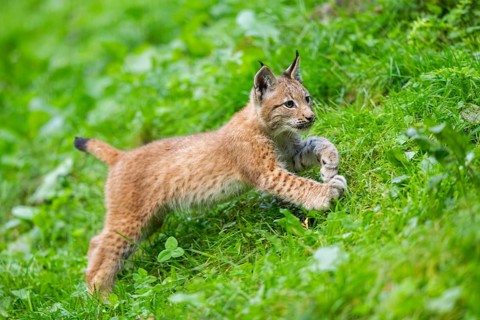 Eurasian lynx (Lynx lynx) youngster on a meadow, Bavaria, Germany, Europe