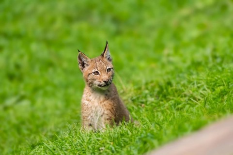 Eurasian lynx (Lynx lynx) youngster on a meadow, Bavaria, Germany, Europe