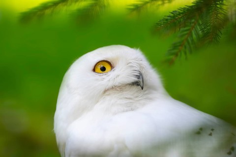 Snowy owl (Bubo scandiacus), portrait, Bavaria, Germany, Europe