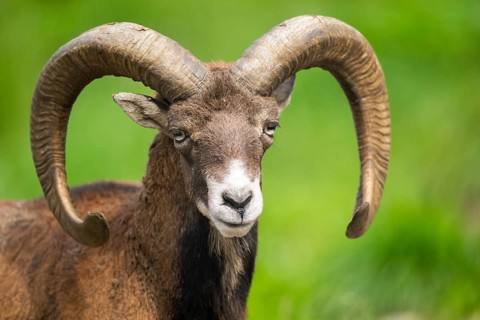 European mouflon (Ovis aries musimon ram (male) portrait, Austria, Europe