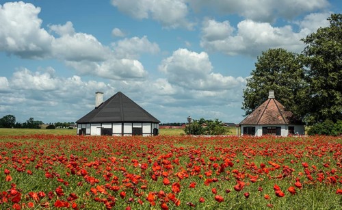Field with flowering Poppy (Papaver rhoeas) a cottages in Ingelstorp, Ystad municipality, Skåne