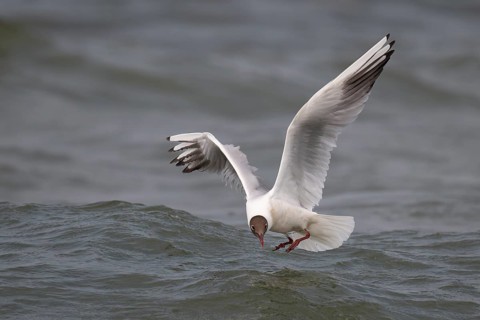 Black-headed gull (Chroicocephalus ridibundus) in summer plumage, flying above the water surface,