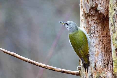 Grey-headed Woodpecker (Picus canus) wbl Germany