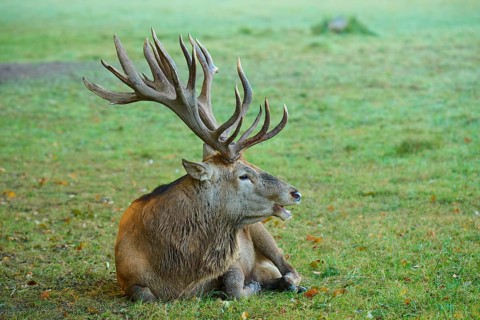 Red deer (Cervus elaphus), resting with its impressive antlers on the meadow, Germany, Europe